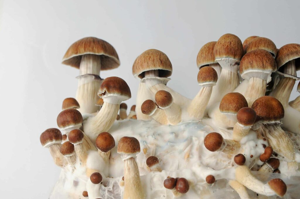 grow your own shrooms